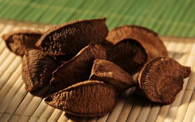 Seca severa derruba produção de castanha-da-amazônia na safra 2024/2025