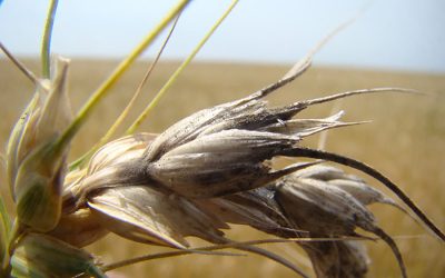 Mudanças climáticas vão intensificar doenças nas lavouras, alerta Embrapa