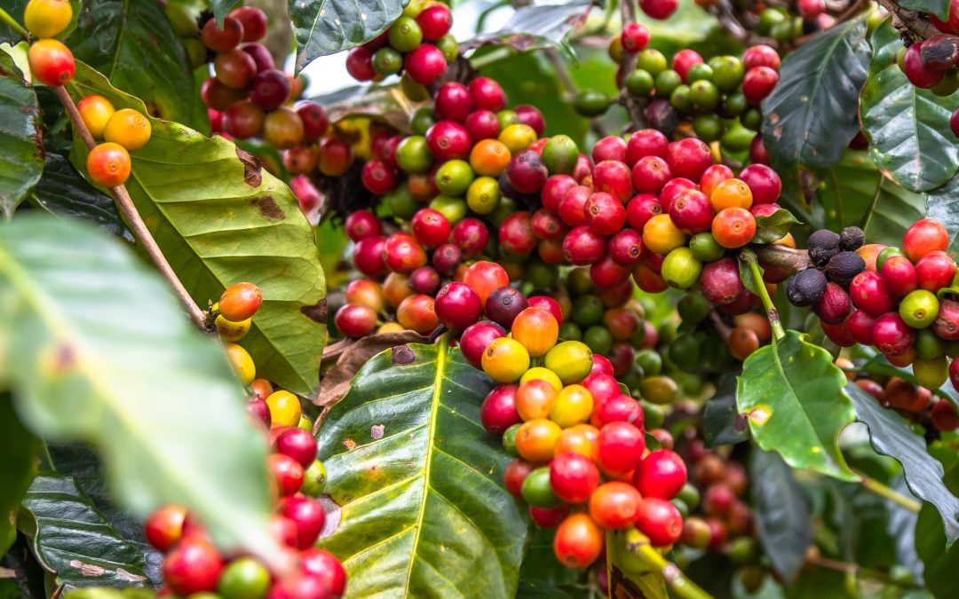 Distribuição irregular de chuvas no café mantém alerta