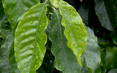 Chuvas aliviam lavouras de café arábica e aumentam alerta no robusta
