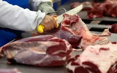 Pecuária: exportações de carne bovina crescem 13,1% em março
