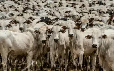 PIB do agronegócio brasileiro cresce 1,81% em 2024, impulsionado pela pecuária
