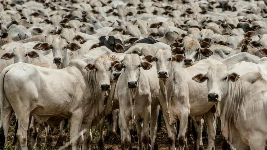 PIB do agronegócio brasileiro cresce 1,81% em 2024, impulsionado pela pecuária