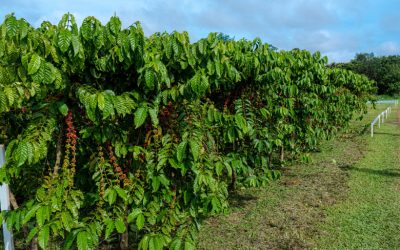 Cafeicultura: maturação tardia e clima incerto marca safra 2025 de Conilon em Rondônia