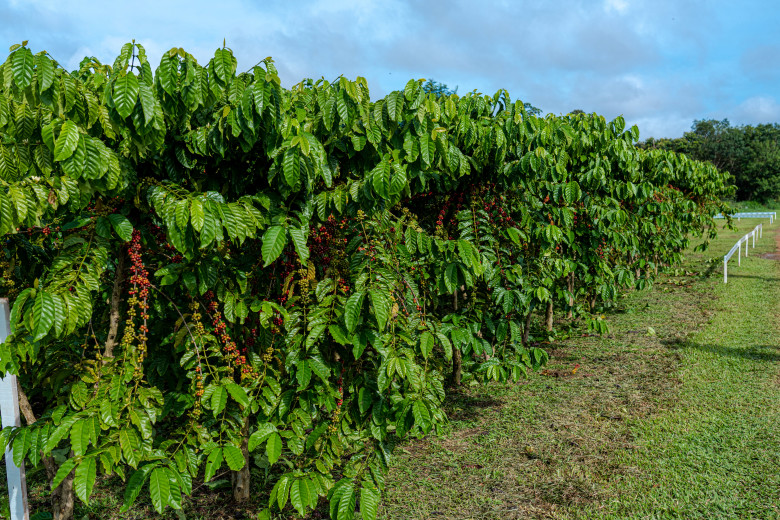 dia de campo café-wesley-pontes-18-04-23