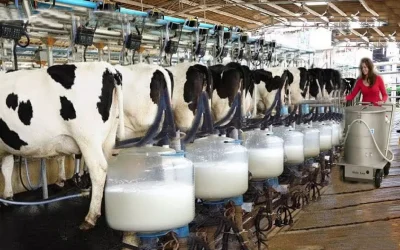 Leite valorizado no campo e exportações em alta sustentam o mercado no início de 2025