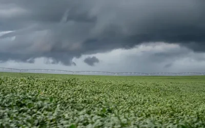 Área de soja nos EUA deve crescer 4% em 2026, mas abaixo da expectativa do mercado