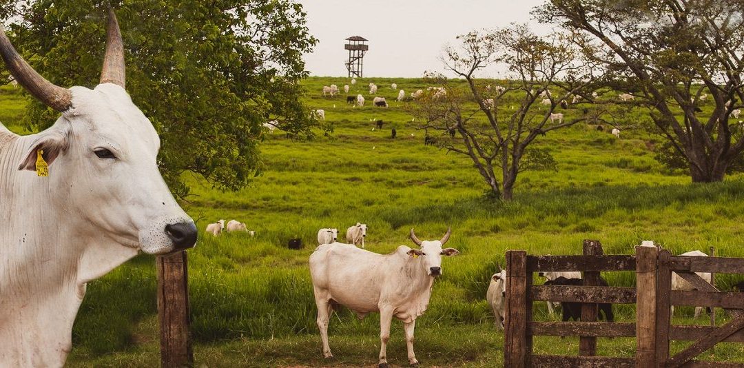 Exportações recordes e arroba em queda: entenda os movimentos do mercado