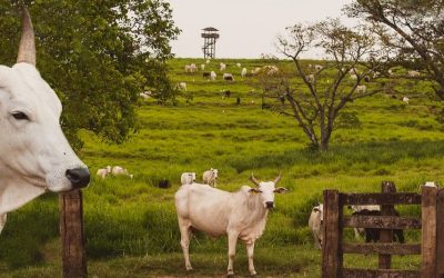 Exportações recordes e arroba em queda: entenda os movimentos do mercado