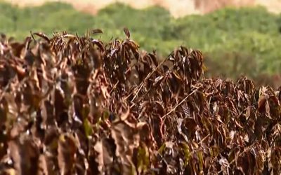 Junho deve ter clima ameno e risco controlado de geada no café