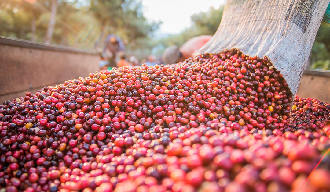 Produção de café cresce 2,7% em 2025 e pode bater recorde
