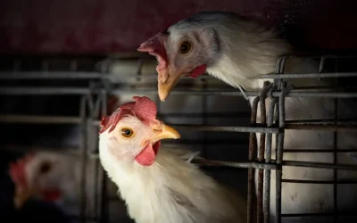 Nove municípios estão sob investigação por gripe aviária, segundo Mapa