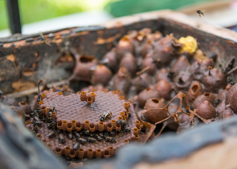 Própolis da abelha-canudo criada em açaizal mostra alto potencial cicatrizante