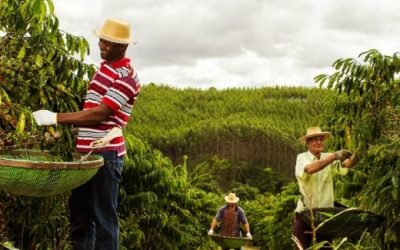 Cafeicultura 2025: estimativa é de safra menor no Cerrado Mineiro