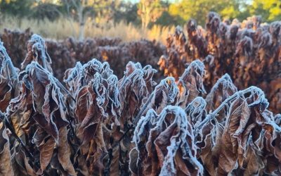 Alerta para alta possibilidade de risco de geada no Brasil