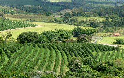 Clima em julho deve favorecer a colheita do café em Minas, mas exige atenção ao solo