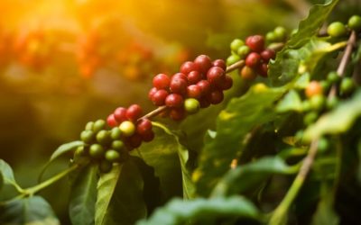 Clima de abril favorece cafezais do Sul de Minas, com chuvas acima da média
