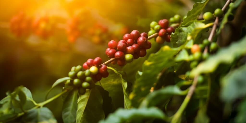 Lavoura-de-cafe-arabica-graos-Vietna