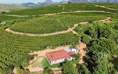 Atraso na maturação do café também preocupa o Espírito Santo