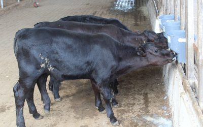 Bezerros geneticamente editados nascem pela primeira vez no Brasil