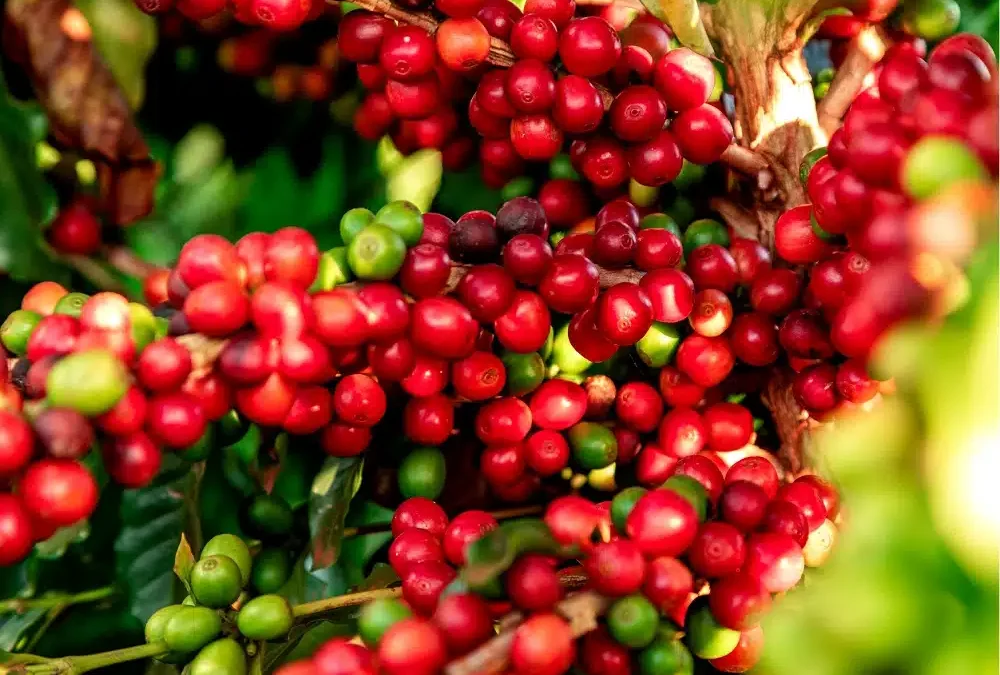 Alta no preço do café se mantém mesmo com início da colheita