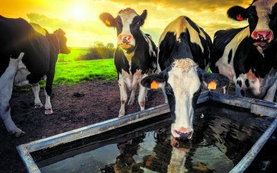 Após altas no 1º trimestre, preço do leite indica possível recuo em abril