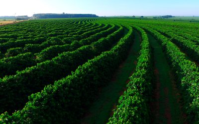 Safra 25: colheita de café avança pelo Brasil com cenário variável no Sul de Minas