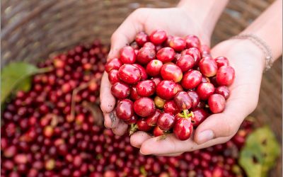 Café: colheita inicia nas regiões da Cooxupé com altas expectativas