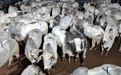 Pecuária de baixo carbono avança com resultados concretos no interior de São Paulo