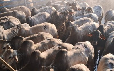 Preço do boi gordo inicia fevereiro em alta e supera médias de janeiro