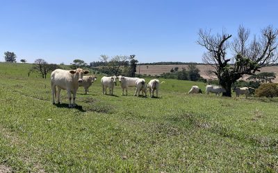Estudo da Embrapa aponta caminhos para intensificar pecuária sustentável