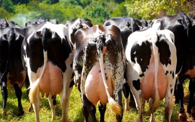 Leite: demanda enfraquecida, aumento da oferta pressionam preços