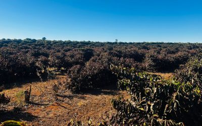 Florada antecipada e clima instável marcam reta final da colheita de café no Brasil