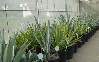Planta da tequila promete gerar etanol e renda para produtores brasileiros