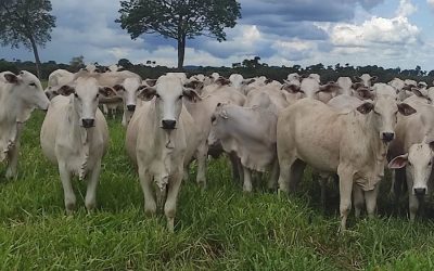 Embrapa desenvolve indutor de ovulação que aumenta prenhez em bovinos