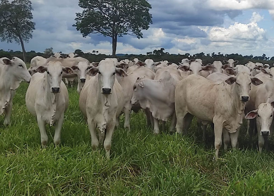 Embrapa desenvolve indutor de ovulação que aumenta prenhez em bovinos