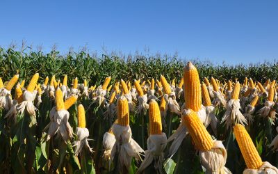 Biofungicida inédito amplia controle de doenças de solo e pode elevar produtividade