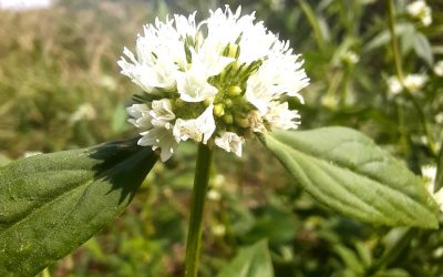 Planta daninha desafia sojicultores em MT e no Matopiba