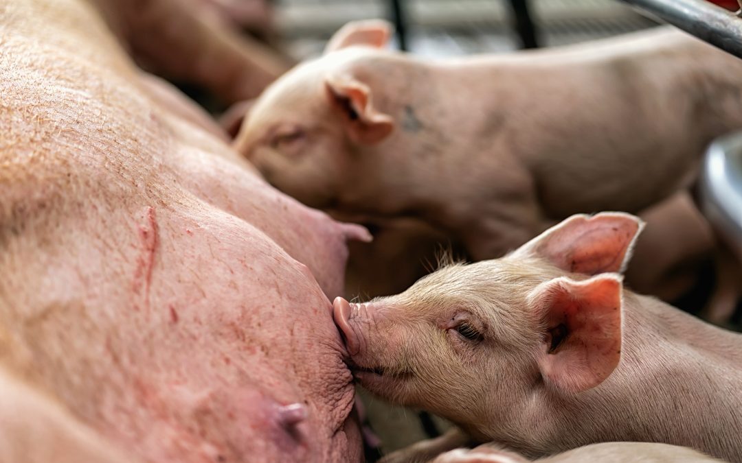 Mercado de suínos registra alta nos preços e oferta controlada em outubro