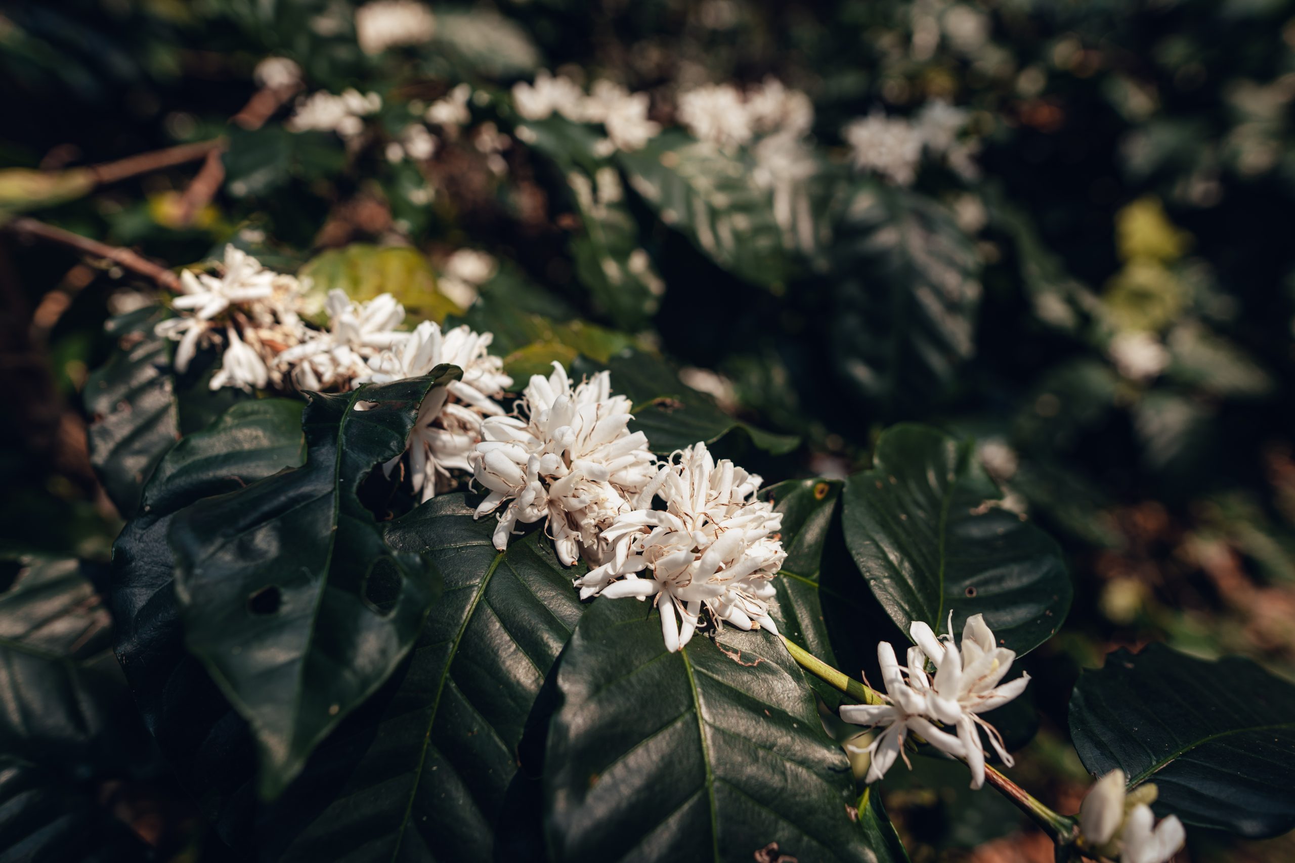 coffee flowers in the plantation