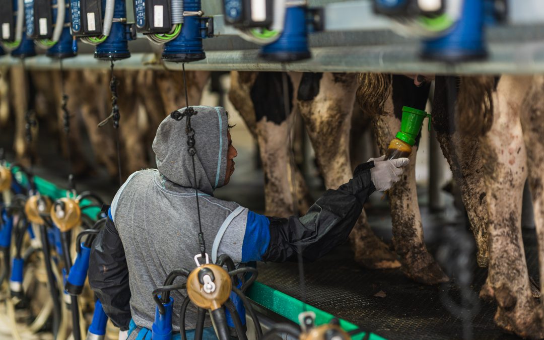 Preço do leite cai e importações aumentam: cadeia leiteira fecha trimestre com mercado abastecido
