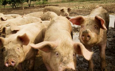 Preço do suíno vivo despenca em janeiro com demanda fraca no mercado