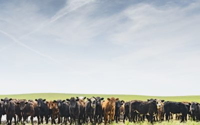 Oferta restrita mantém preços do boi gordo em alta no mercado nacional