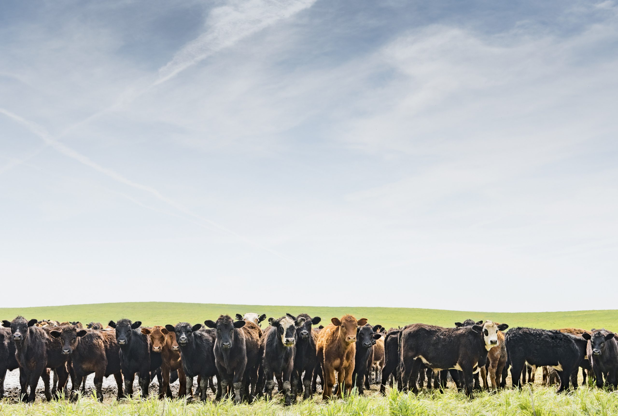Portrait of a row of cows in field landscape
