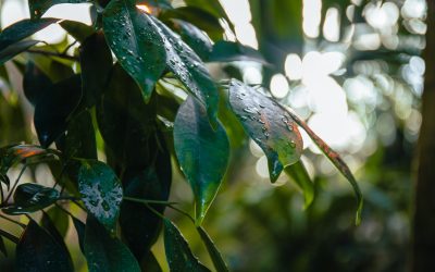 Clima em novembro traz chuvas mais regulares e temperaturas amenas nas regiões cafeeiras