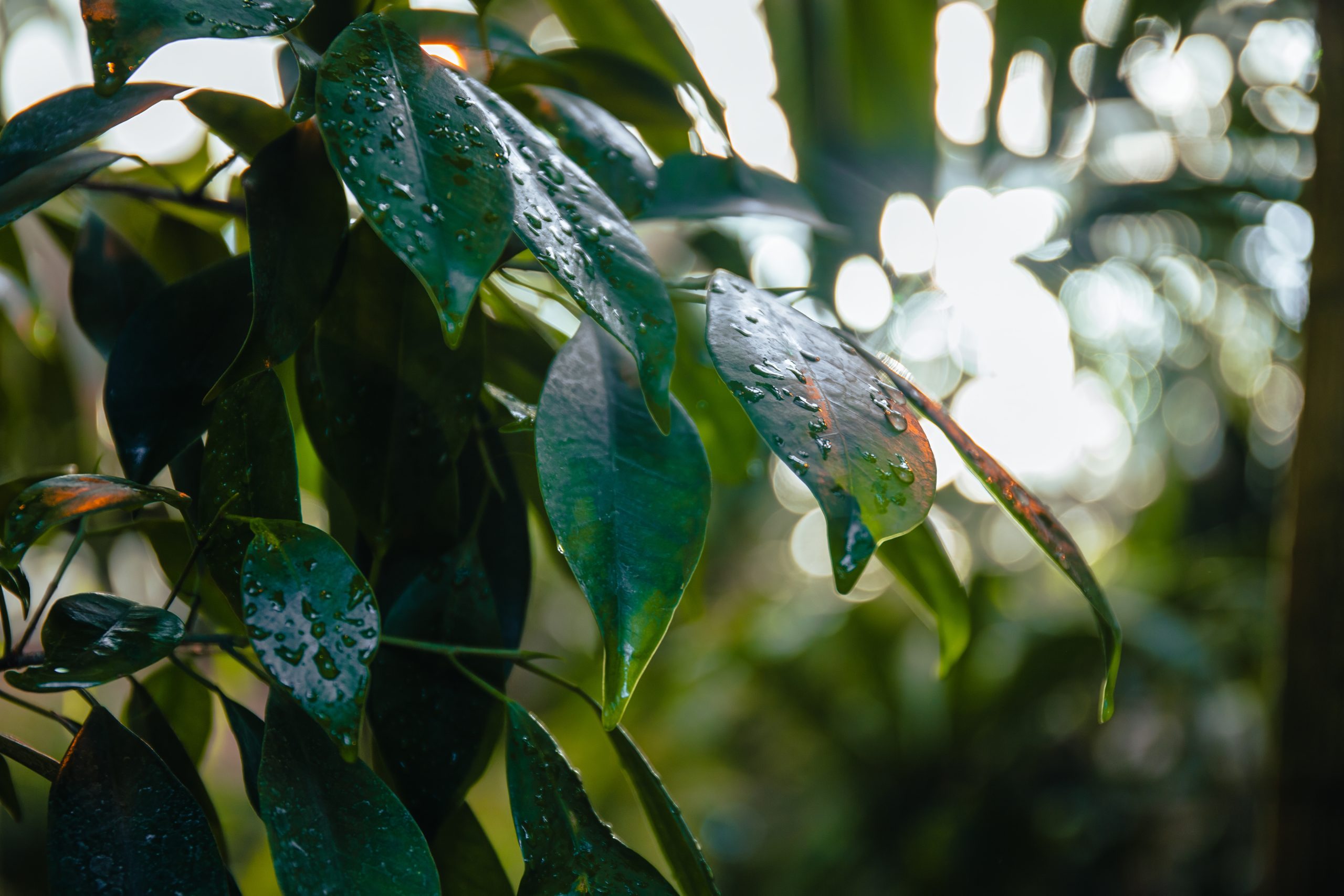 Tropical leaves with rain droplets in soft morning light