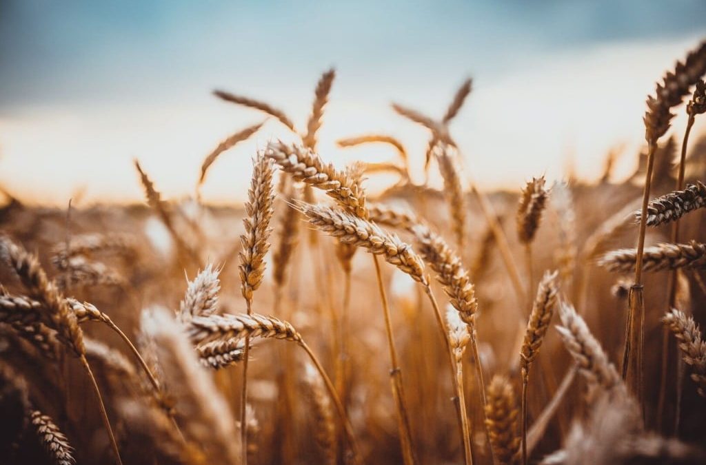 Trigo: preços seguem em baixa no RS, mas se estabilizam no PR