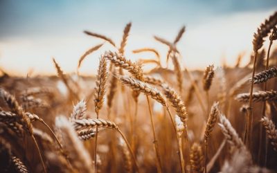 Trigo: preços seguem em baixa no RS, mas se estabilizam no PR