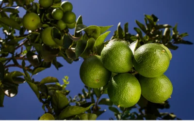 Limão tahiti reage no início de dezembro, mas maior oferta pode limitar recuperação de preços