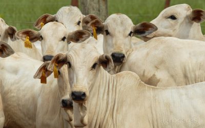 Pecuária inicia dezembro com demanda aquecida